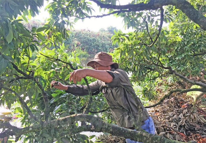 100 more hectares of VietGAP fruit trees
